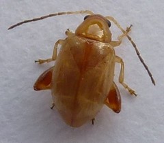 Longitarsus jacobaeae