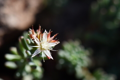 Sedum havardii