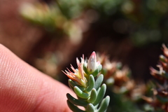 Sedum havardii