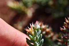 Sedum havardii
