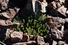 Sedum havardii
