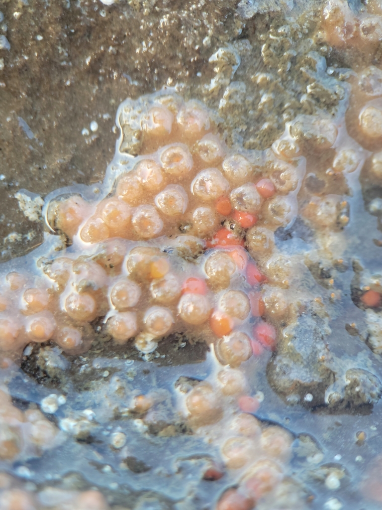 Cryptophyton goddardi