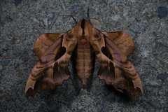 Phyllosphingia dissimilis