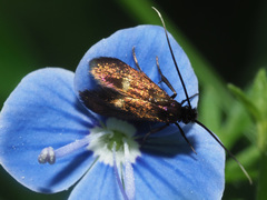 Cauchas fibulella