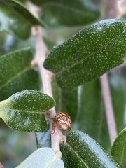 Cryptocephalus fulguratus