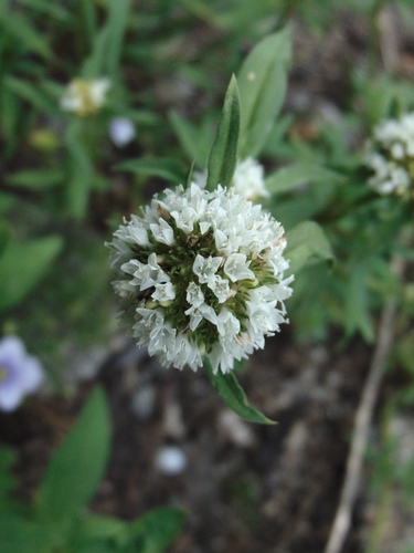 bouquet false buttonweed (Spermacoce densiflora)
