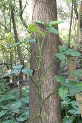 Syngonium neglectum