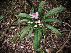 Gustavia angustifolia