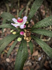 Gustavia angustifolia