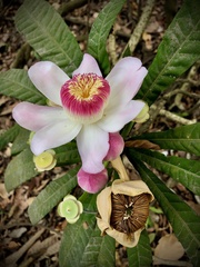 Gustavia angustifolia