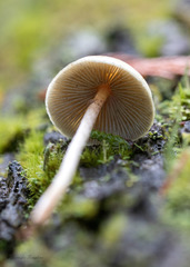 Hypholoma marginatum