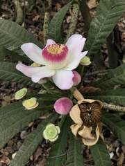 Gustavia angustifolia