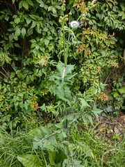 Sonchus asper