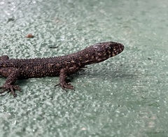 Lepidophyma