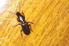 Stenomorphus