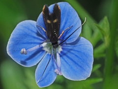 Cauchas fibulella
