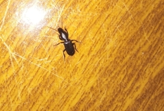 Stenomorphus