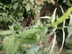 Sonchus asper