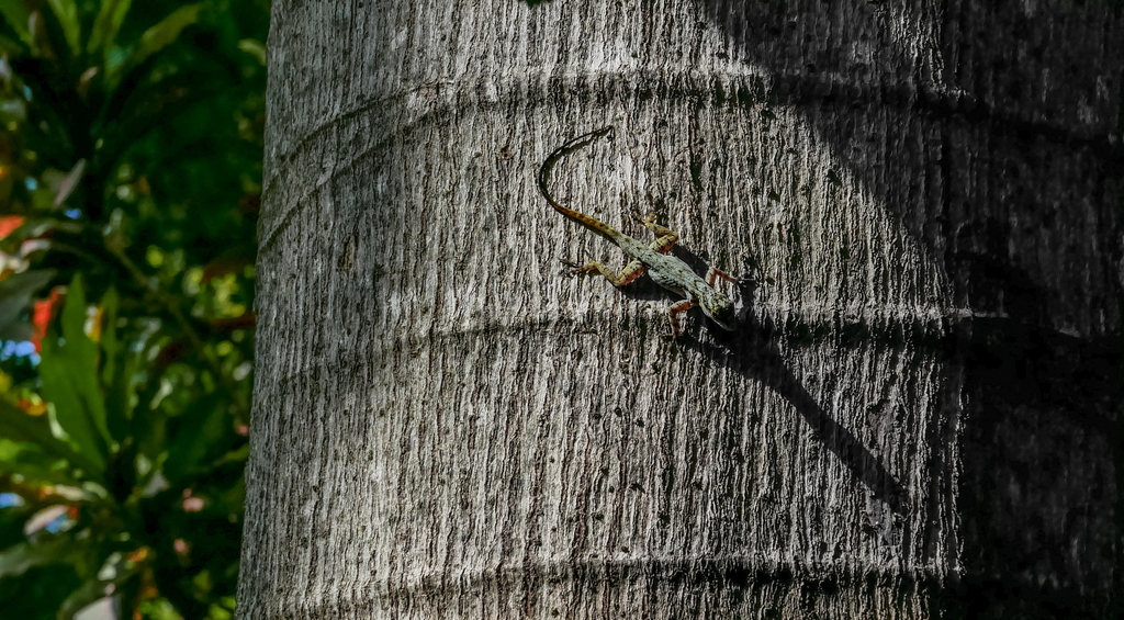 Jacmel Gracile Anole