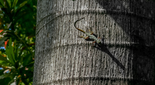 Jacmel Anole, Anolis marron