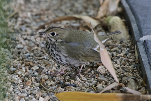 Ovenbird, Salesforce Park, South Beach, San Francisco, CA, USA, photo 7 of 10