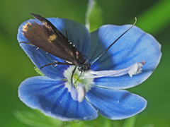 Cauchas fibulella