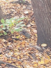 Sciurus carolinensis