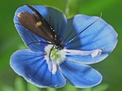 Cauchas fibulella