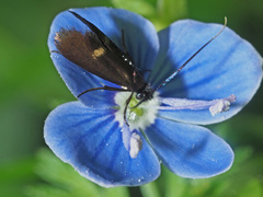 Cauchas fibulella