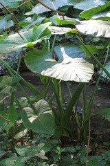 Xanthosoma sagittifolium