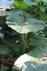 Xanthosoma sagittifolium