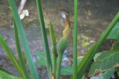 Xanthosoma sagittifolium