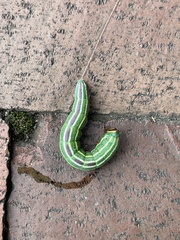 Lapara coniferarum
