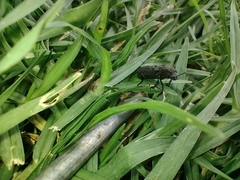 Lichenophanes spectabilis