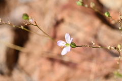 Phemeranthus confertiflorus