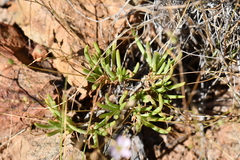 Phemeranthus confertiflorus