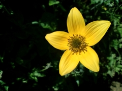 Bidens serrulata