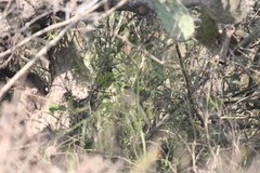 Passerina versicolor