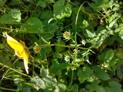 Bidens serrulata