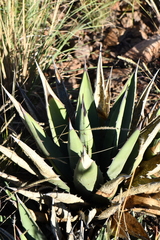 Agave × glomeruliflora