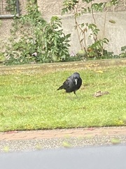 Corvus brachyrhynchos