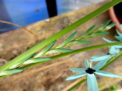 Ixia viridiflora