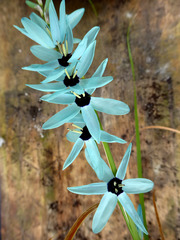 Ixia viridiflora