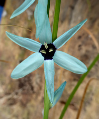 Ixia viridiflora