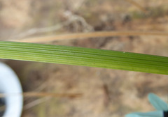 Ixia viridiflora