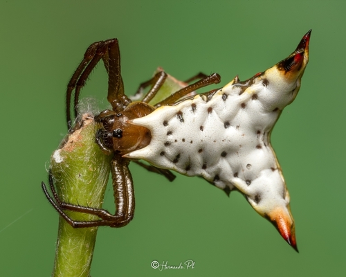 Micrathena lucasi