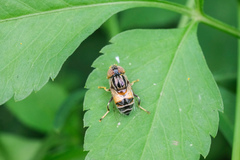 Eristalinus