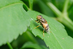 Eristalinus