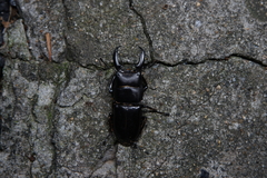 Serrognathus consentaneus