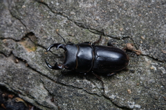 Dorcus hopei hopei